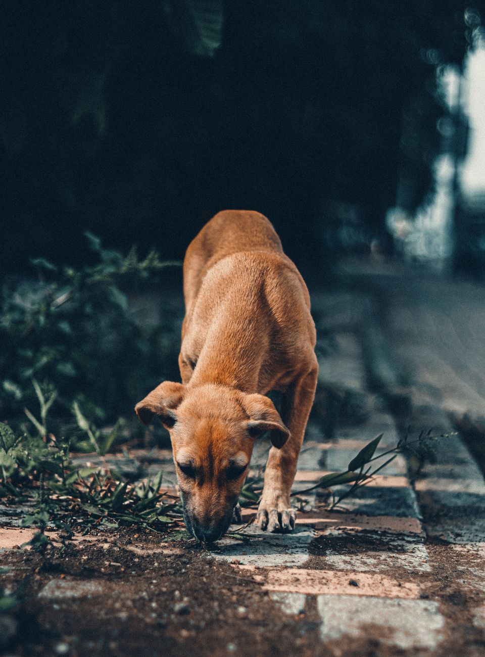 Kenapa Anjing Suka Makan Kaos Kaki, Batu, dan Tanah?