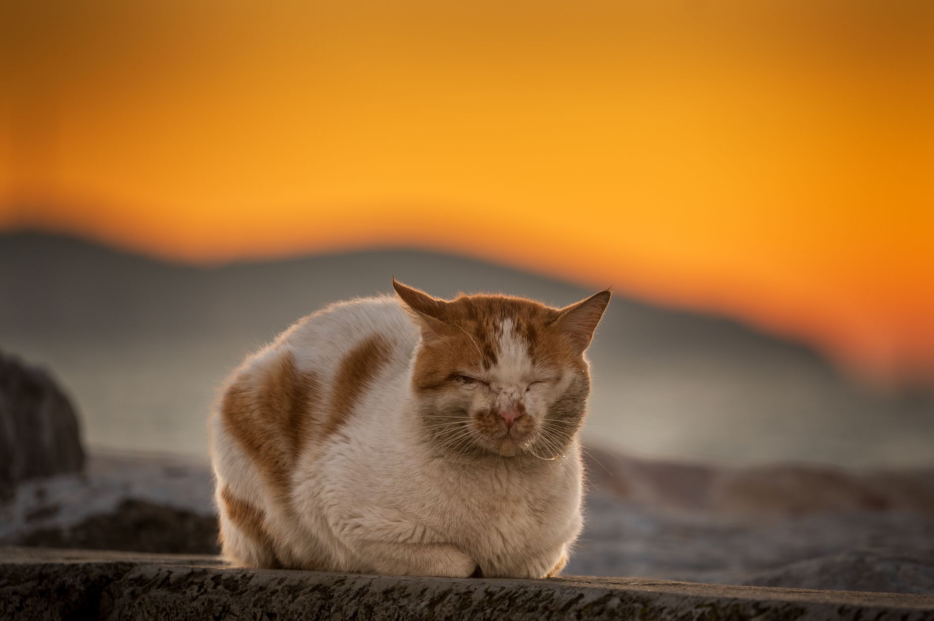 Penuaan pada Kucing: Mana yang Normal dan Kapan Harus Khawatir?