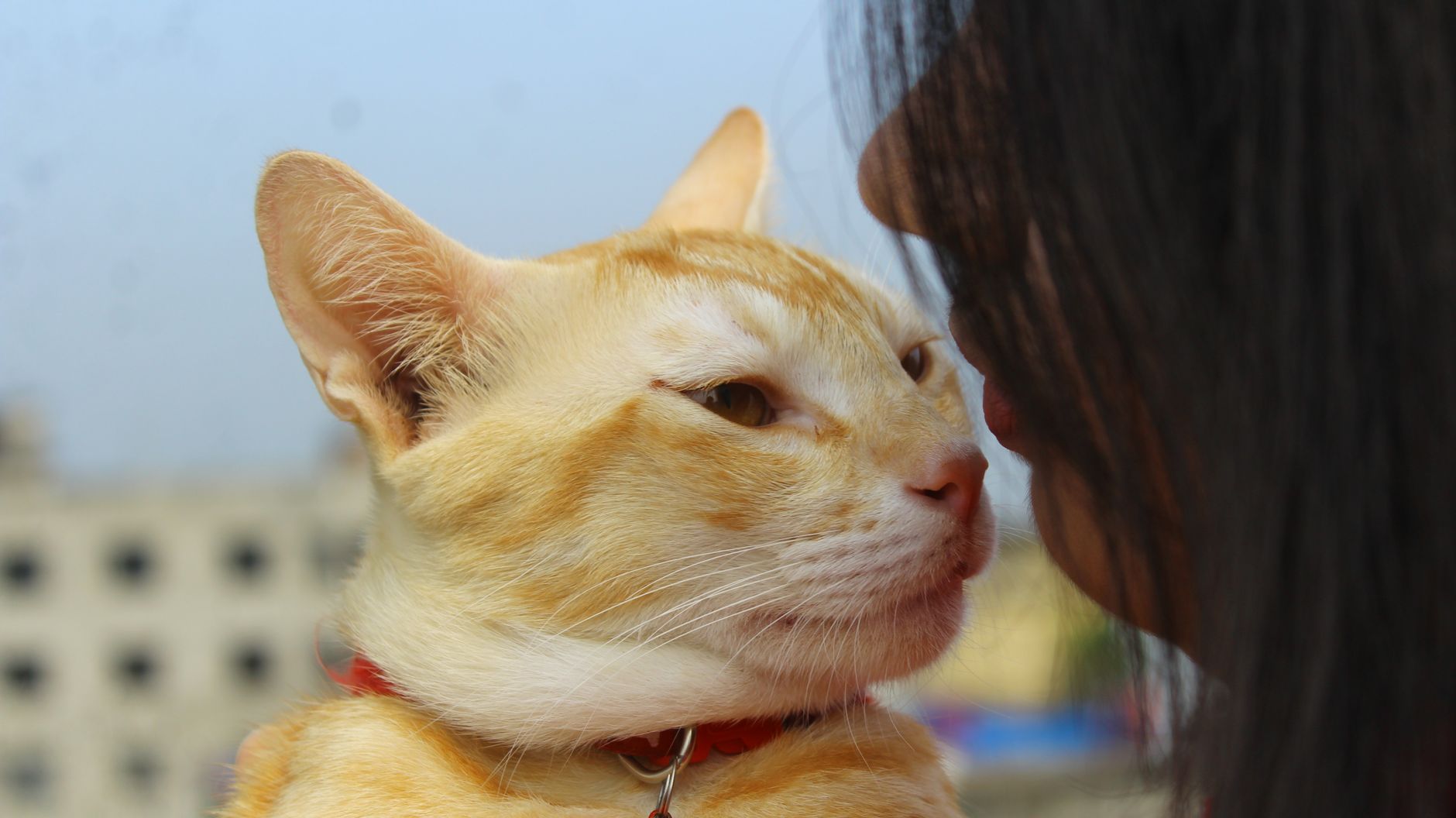 Bisakah Kita Benar-benar Berbicara dengan Kucing? AI Mulai Membuka Kemungkinannya