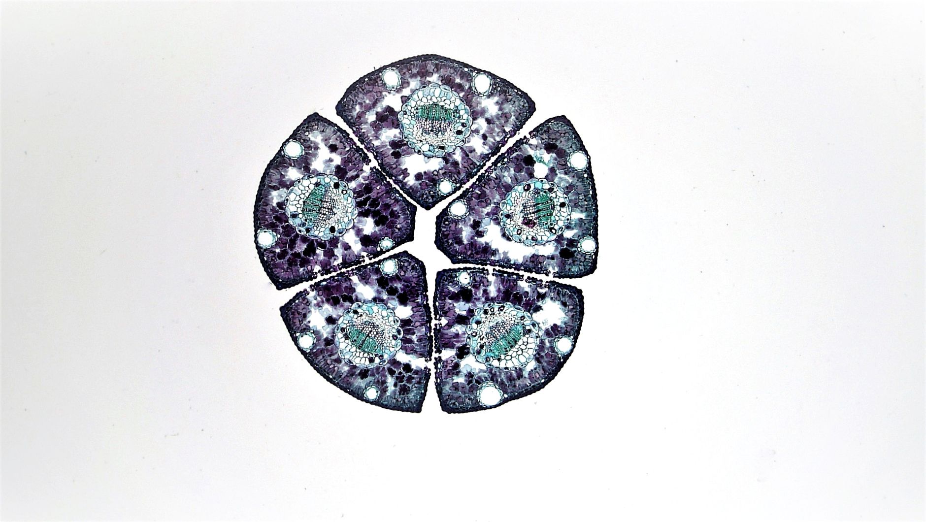 cell under microscope