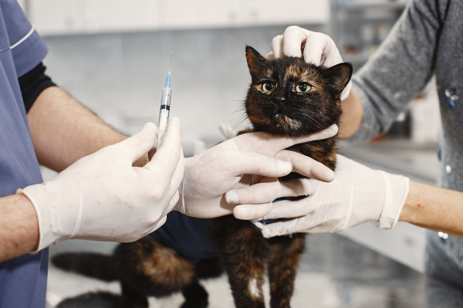 Obat FIP Kucing Ternyata Belum Di “Approve” FDA, Amankah Diberikan ke Anabul?