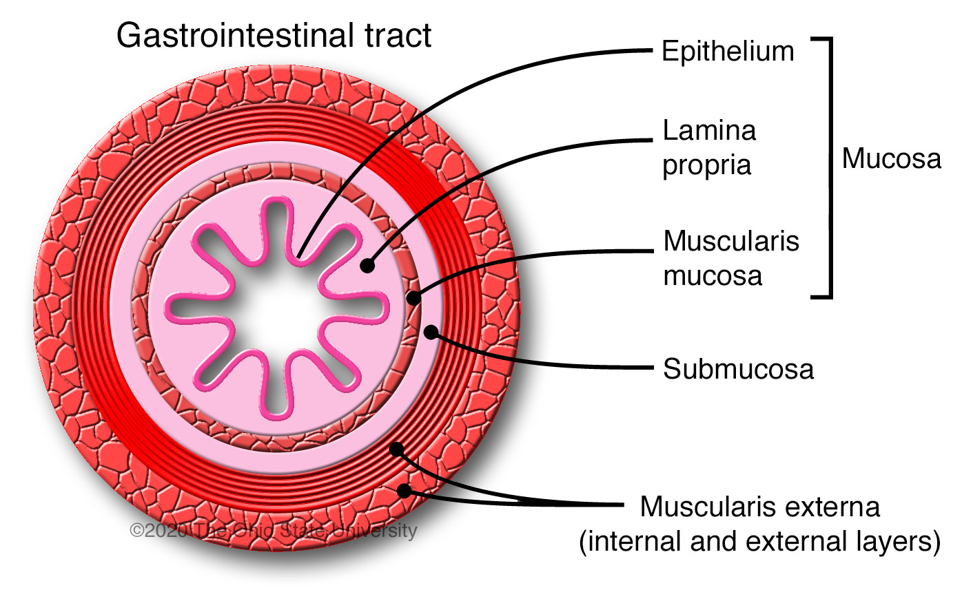 Sistem Gastrointestinal